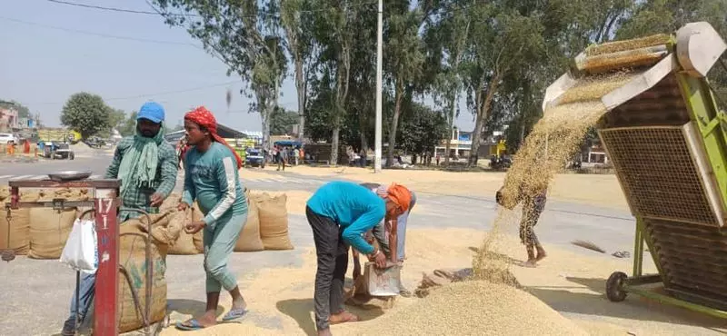 Yamunanagar में धान की खरीद 21,983 मीट्रिक टन के पार Yamunanagar में धान की खरीद 21,983 मीट्रिक टन के पार