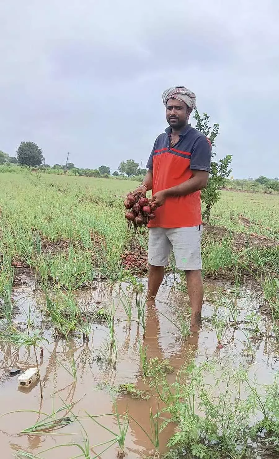 Mudlagi : लगातार बारिश से प्याज की फसल को नुकसान Mudlagi : लगातार बारिश से प्याज की फसल को नुकसान