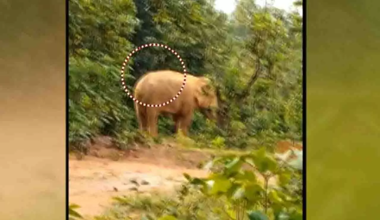 Odisha: तेलकोई जंगल में गोली लगने से घायल हाथी मिला Odisha: तेलकोई जंगल में गोली लगने से घायल हाथी मिला
