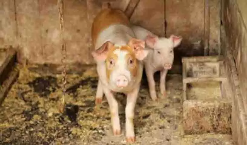 Telangana: भूमि धोखाधड़ी के आरोपियों के घर सूअर छोड़ने से बढ़ा विवाद Telangana: भूमि धोखाधड़ी के आरोपियों के घर सूअर छोड़ने से बढ़ा विवाद