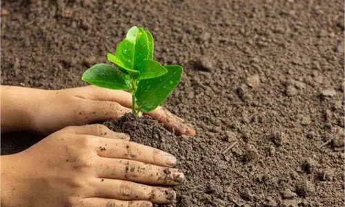 Ranchi  :एक पेड़ मां के नाम 2.0 अभियान के तहत लगाए गए 30 फलदार पौधे