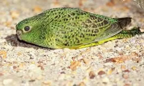Night Parrot:  रात के अंधेरे में दर्ज हुई इसकी डिंक-डिंक की आवाज