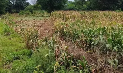 मक्का किसानों को भारी भरकम नुकसान, बाढ़ आने से फसल चौपट