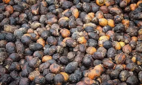 Sirsi : सूरज की गर्मी के बिना फल मुरझा रहा है Sirsi : सूरज की गर्मी के बिना फल मुरझा रहा है