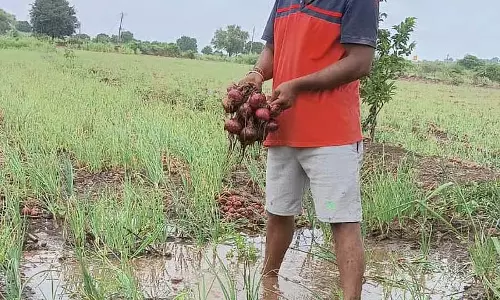 Mudlagi : लगातार बारिश से प्याज की फसल को नुकसान Mudlagi : लगातार बारिश से प्याज की फसल को नुकसान