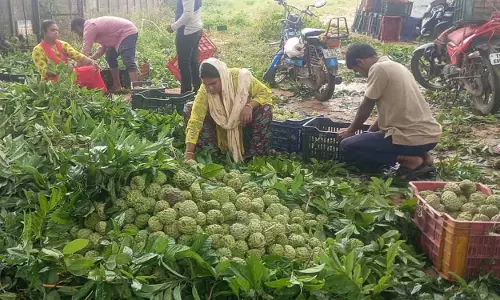 Ramayampet का अनोखा कस्टर्ड एप्पल बाजार व्यापारियों और आगंतुकों को आकर्षित करता है