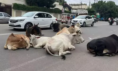 Farrukhabad: नगर क्षेत्र में आवारा गोवंश से यातायात प्रभावित