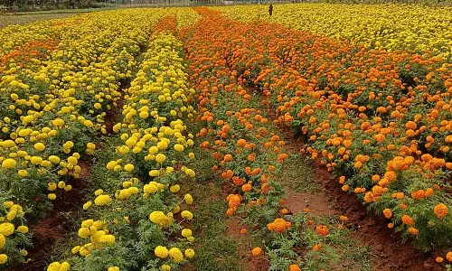 Santhebennur : राजमार्ग के किनारे खिलते फूलों का संसार
