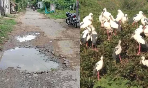 पक्षी मौसम से पहले पर्यटकों ने Vedanthangal जाने वाली सड़कों की खराब स्थिति की शिकायत की पक्षी मौसम से पहले पर्यटकों ने Vedanthangal जाने वाली सड़कों की खराब स्थिति की शिकायत की