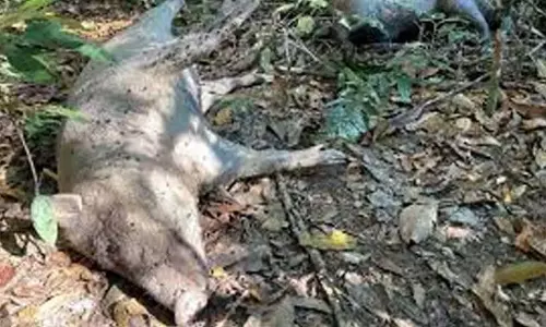 वनमाला में बड़ी संख्या में सूअर मर रहे हैं; अधिकारी आंखें मूंदे हुए हैं वनमाला में बड़ी संख्या में सूअर मर रहे हैं; अधिकारी आंखें मूंदे हुए हैं