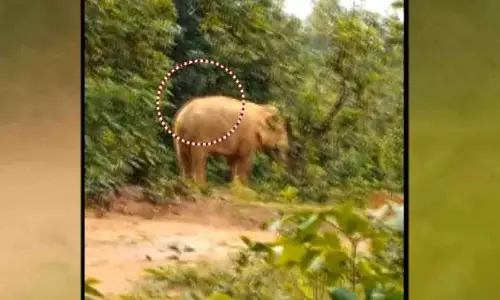 Odisha: तेलकोई जंगल में गोली लगने से घायल हाथी मिला