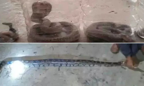 Malkangiri: एक पोल्ट्री फार्म से नौ कोबरा और एक अजगर बचाया गया Malkangiri: एक पोल्ट्री फार्म से नौ कोबरा और एक अजगर बचाया गया