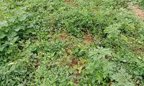 Bangarpet : वन गांवों में सूअरों की संख्या में वृद्धि