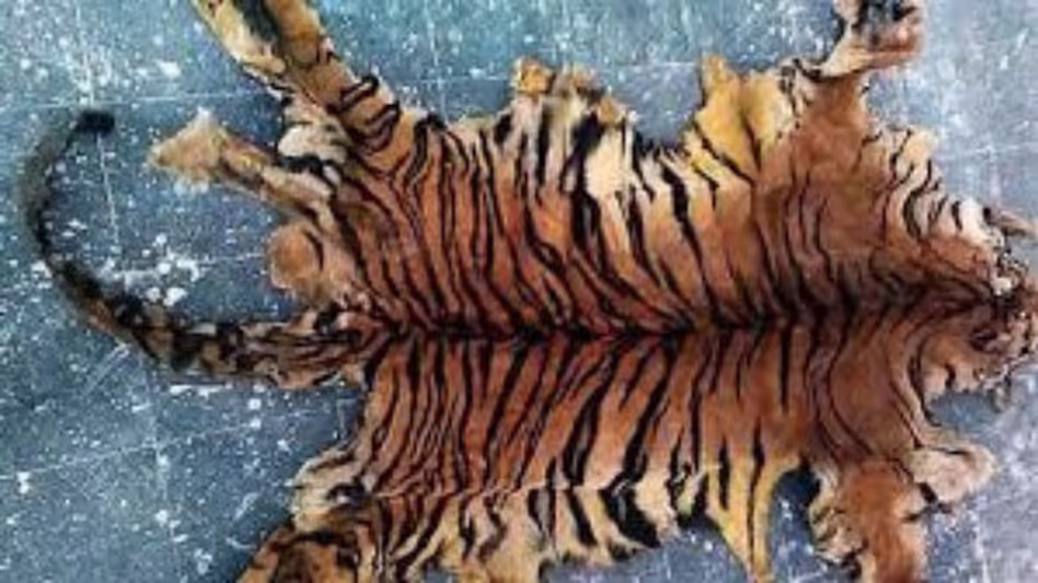 Assam : गुवाहाटी में बाघ और हिरण की खाल के साथ एक व्यक्ति गिरफ्तार Assam : गुवाहाटी में बाघ और हिरण की खाल के साथ एक व्यक्ति गिरफ्तार