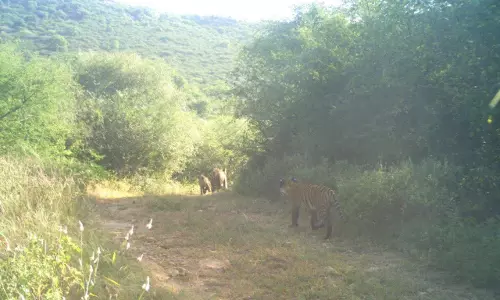 Jaipur: सरिस्का में बाघों की बढ़ती संख्या पर वन राज्यमंत्री ने दी बधाई Jaipur: सरिस्का में बाघों की बढ़ती संख्या पर वन राज्यमंत्री ने दी बधाई