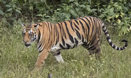 बाघ का खतरा: वन विभाग ने मनकड़ा का निरीक्षण किया बाघ का खतरा: वन विभाग ने मनकड़ा का निरीक्षण किया