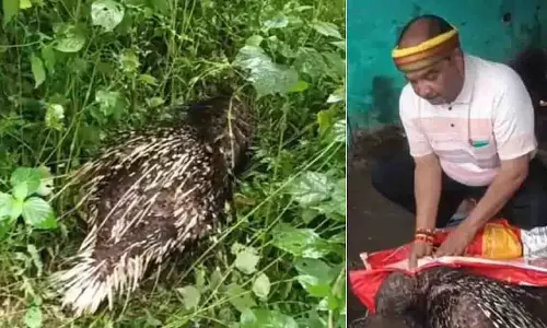 Jabalpur: देवताल तालाब के पास वन विभाग ने घायल साही को बचाया