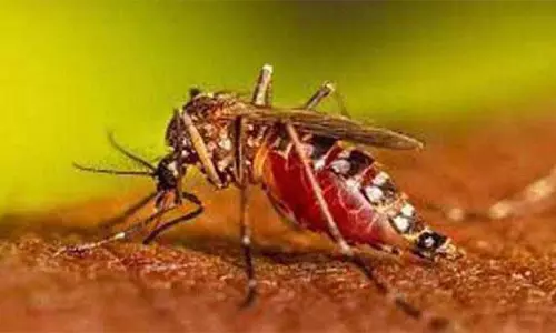 JAMMU: डेंगू के 50 नए मामले सामने आए JAMMU: डेंगू के 50 नए मामले सामने आए