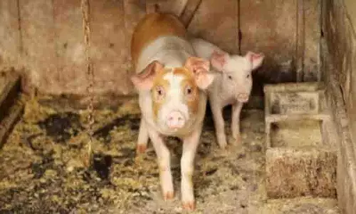 Telangana: भूमि धोखाधड़ी के आरोपियों के घर सूअर छोड़ने से बढ़ा विवाद Telangana: भूमि धोखाधड़ी के आरोपियों के घर सूअर छोड़ने से बढ़ा विवाद