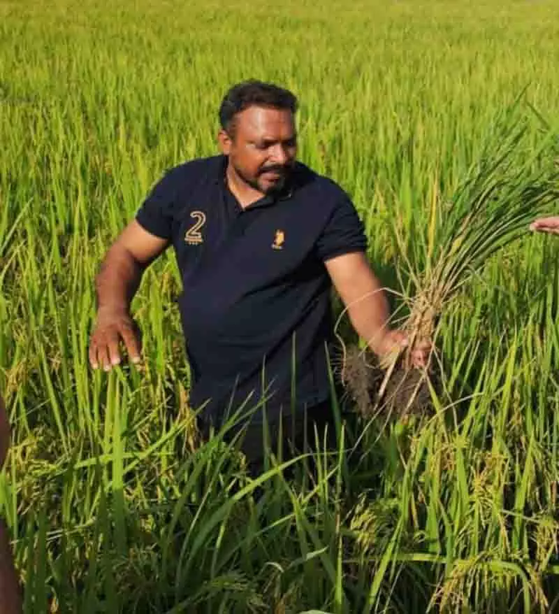 बाढ़ के बाद, झूठी स्मट ने धान की फसल को नुकसान पहुंचाया, Patiala में आवक 25% कम हुई बाढ़ के बाद, झूठी स्मट ने धान की फसल को नुकसान पहुंचाया, Patiala में आवक 25% कम हुई