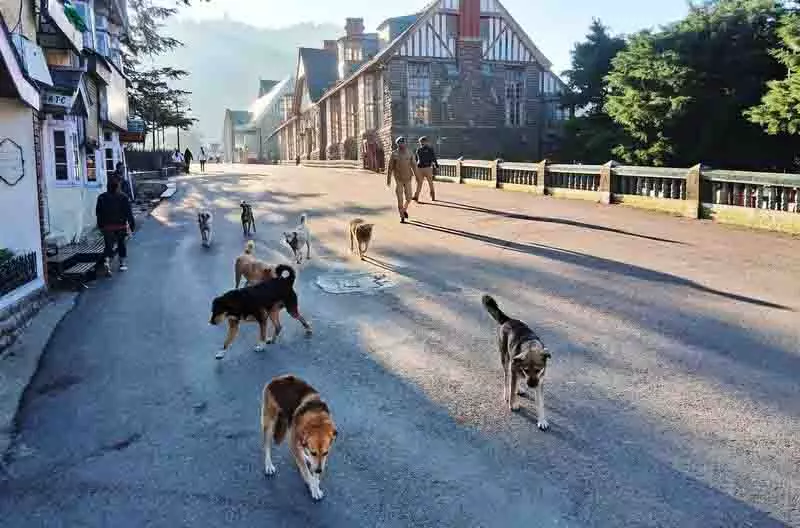 Shimla MC बड़े पैमाने पर आवारा कुत्तों की नसबंदी अभियान शुरू करेगा Shimla MC बड़े पैमाने पर आवारा कुत्तों की नसबंदी अभियान शुरू करेगा