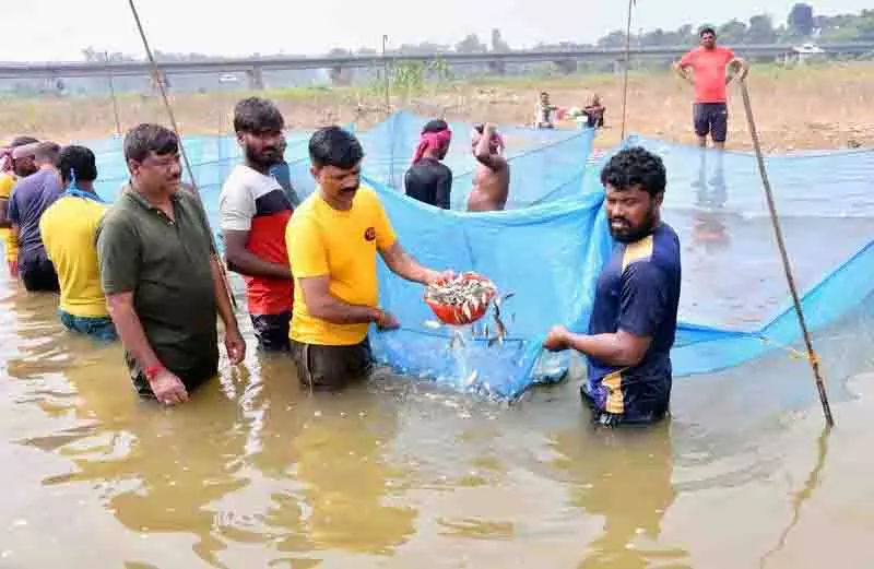 उम्मीद की किरण, उत्पादन बढ़ाने के लिए Pong जलाशय को 62.5 लाख मछली बीज मिले उम्मीद की किरण, उत्पादन बढ़ाने के लिए Pong जलाशय को 62.5 लाख मछली बीज मिले