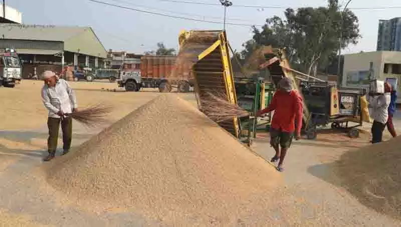 Jalandhar: मंडियों में धान की आवक धीमी, अक्टूबर में बढ़ेगी गति Jalandhar: मंडियों में धान की आवक धीमी, अक्टूबर में बढ़ेगी गति
