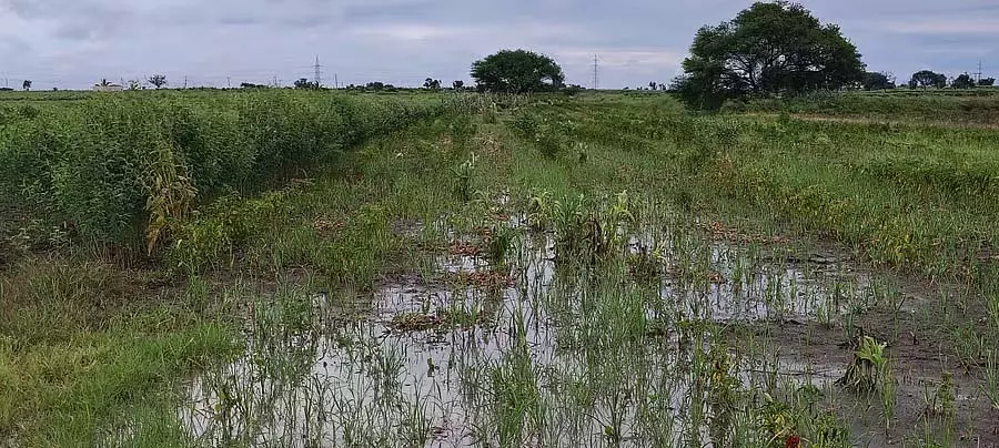 Karnataka : लगातार बारिश से फसलें सड़ रही Karnataka : लगातार बारिश से फसलें सड़ रही