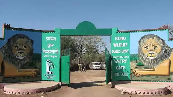 MP : कुनो राष्ट्रीय उद्यान में 1 अक्टूबर से चीता सफारी शुरू MP : कुनो राष्ट्रीय उद्यान में 1 अक्टूबर से चीता सफारी शुरू