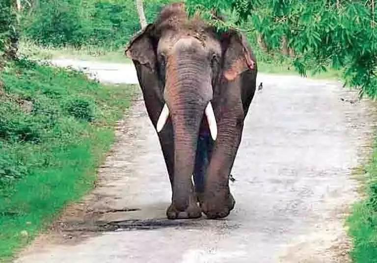 Odisha: हाथियों के लिए समर्पित आश्रय केंद्र और वृक्षारोपण योजना Odisha: हाथियों के लिए समर्पित आश्रय केंद्र और वृक्षारोपण योजना