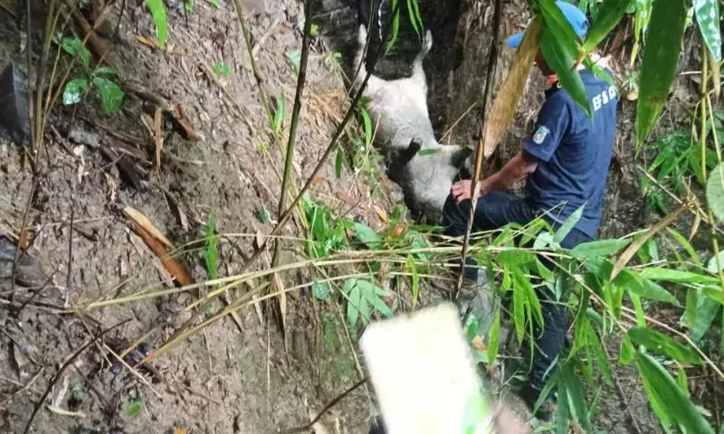 Mizoram: सैपुम गांव में जंगली सूअर के शव मिले Mizoram: सैपुम गांव में जंगली सूअर के शव मिले