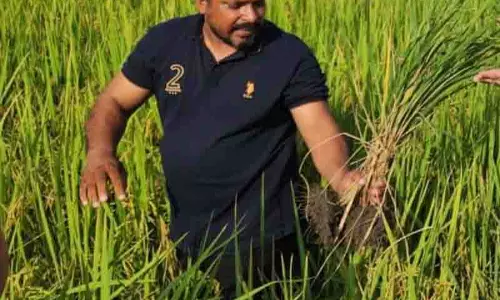 बाढ़ के बाद, झूठी स्मट ने धान की फसल को नुकसान पहुंचाया, Patiala में आवक 25% कम हुई बाढ़ के बाद, झूठी स्मट ने धान की फसल को नुकसान पहुंचाया, Patiala में आवक 25% कम हुई