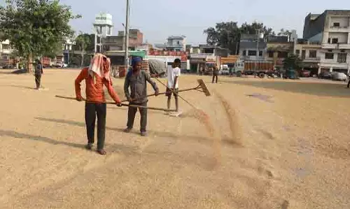 Kapurthala district में धान की खरीद 20,000 मीट्रिक टन के पार Kapurthala district में धान की खरीद 20,000 मीट्रिक टन के पार