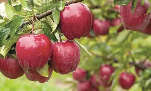 बढ़ती माल ढुलाई लागत से Kashmir के फल व्यापार को खतरा बढ़ती माल ढुलाई लागत से Kashmir के फल व्यापार को खतरा