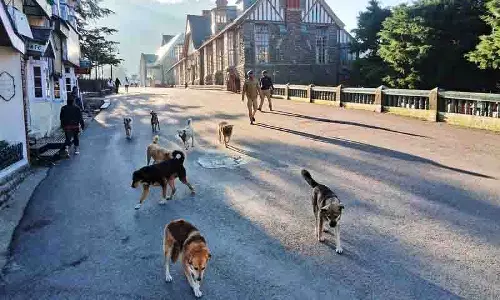 Shimla MC बड़े पैमाने पर आवारा कुत्तों की नसबंदी अभियान शुरू करेगा Shimla MC बड़े पैमाने पर आवारा कुत्तों की नसबंदी अभियान शुरू करेगा