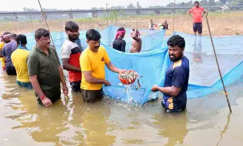 उम्मीद की किरण, उत्पादन बढ़ाने के लिए Pong जलाशय को 62.5 लाख मछली बीज मिले उम्मीद की किरण, उत्पादन बढ़ाने के लिए Pong जलाशय को 62.5 लाख मछली बीज मिले
