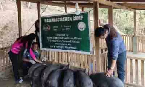 Mizoram: अफ्रीकी स्वाइन बुखार का प्रकोप, 9,380 से अधिक सूअर मौत के घाट Mizoram: अफ्रीकी स्वाइन बुखार का प्रकोप, 9,380 से अधिक सूअर मौत के घाट