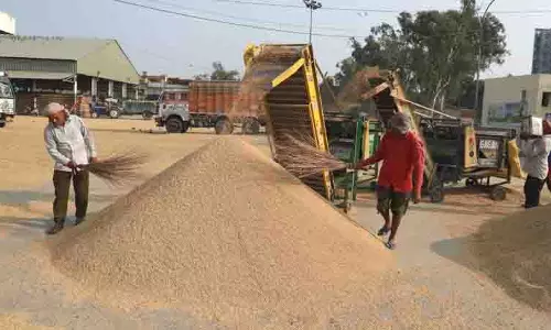 Jalandhar: मंडियों में धान की आवक धीमी, अक्टूबर में बढ़ेगी गति