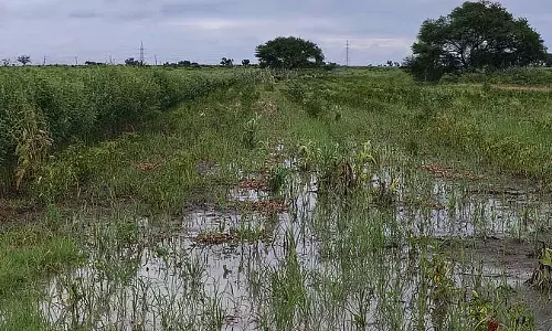 Karnataka : लगातार बारिश से फसलें सड़ रही Karnataka : लगातार बारिश से फसलें सड़ रही