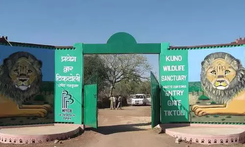 MP : कुनो राष्ट्रीय उद्यान में 1 अक्टूबर से चीता सफारी शुरू