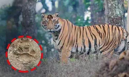 Devgarh: जंगलों में बाघ के पैरों के निशान मिले, ग्रामीण सतर्क Devgarh: जंगलों में बाघ के पैरों के निशान मिले, ग्रामीण सतर्क