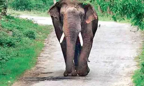 Odisha: हाथियों के लिए समर्पित आश्रय केंद्र और वृक्षारोपण योजना