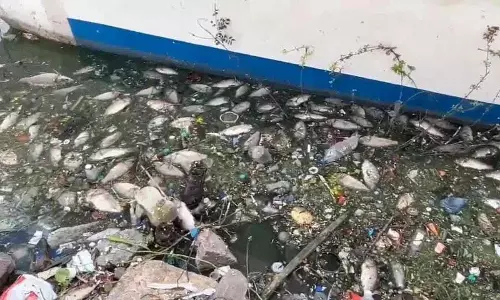Durgam Cheruvu में सैकड़ों मछलियां मर गईं.. वीडियो