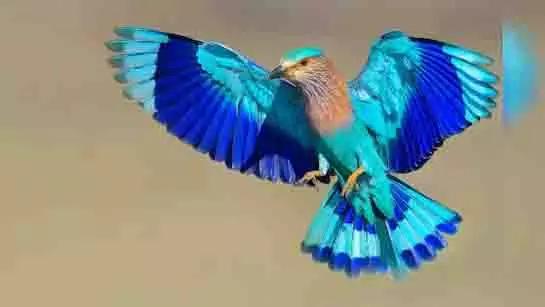 Sapne me Neelkanth: दशहरे के दिन सपने में नीलकंठ पक्षी देखना क्या संकेत देता है Sapne me Neelkanth: दशहरे के दिन सपने में नीलकंठ पक्षी देखना क्या संकेत देता है