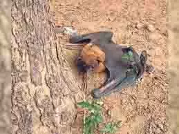Rajasthan: 5 फीट लंबे पंख और 3 फीट लंबाई वाला एक अजीबोगरीब चमगादड़ Rajasthan: 5 फीट लंबे पंख और 3 फीट लंबाई वाला एक अजीबोगरीब चमगादड़