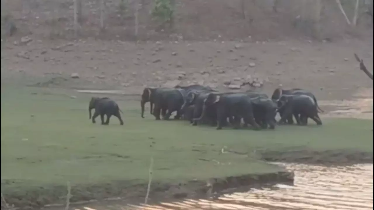 Umaria: गज रक्षक ऐप के जरिए बांधवगढ़ में हाथियों की ट्रैकिंग Umaria: गज रक्षक ऐप के जरिए बांधवगढ़ में हाथियों की ट्रैकिंग