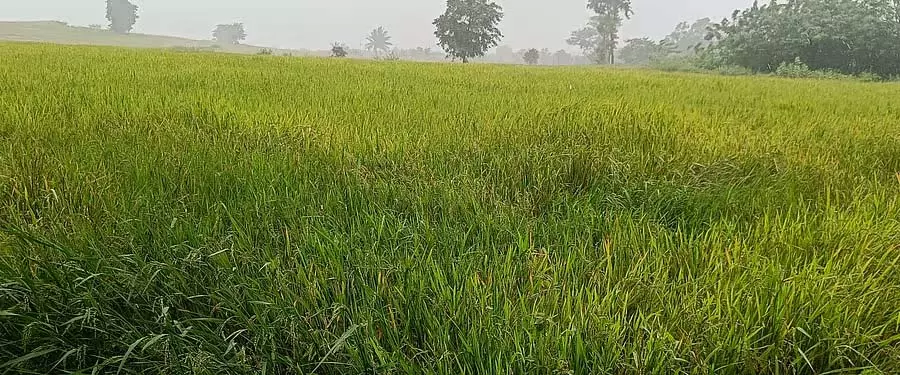 धान की फसल पर दाना छेदक कीट का प्रकोप: किसानों को हो सकता है नुकसान धान की फसल पर दाना छेदक कीट का प्रकोप: किसानों को हो सकता है नुकसान