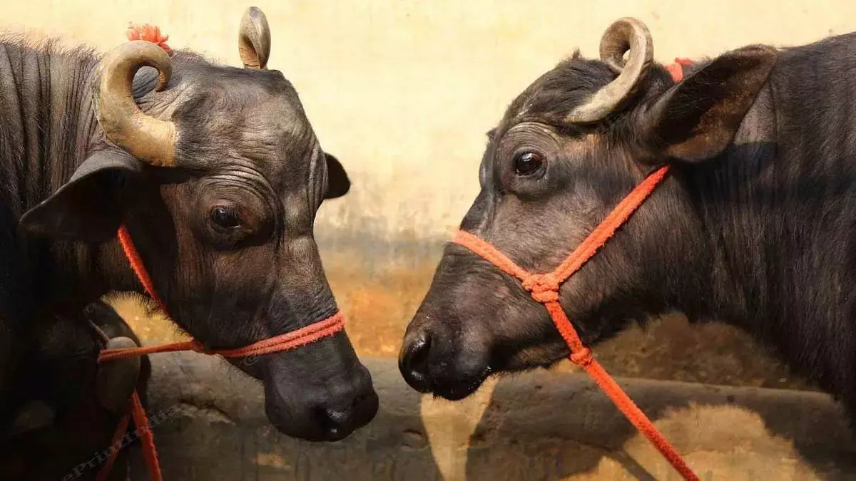 Amritpur: सचिवालय के पास फैली दुर्गंध, मृत गोवंश हटाने की मांग Amritpur: सचिवालय के पास फैली दुर्गंध, मृत गोवंश हटाने की मांग
