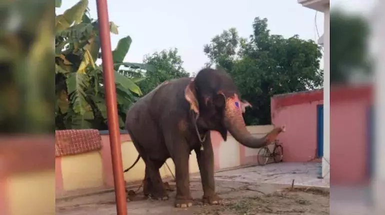 चोरी हुआ या बेचा गया? झारखंड में हाथी चोरी का अजीब मामला चोरी हुआ या बेचा गया? झारखंड में हाथी चोरी का अजीब मामला
