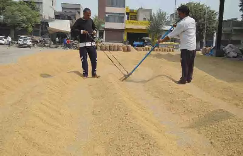 Ludhiana district की अनाज मंडियों में धान की आवक में तेजी Ludhiana district की अनाज मंडियों में धान की आवक में तेजी